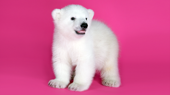 アメリカ ニューヨーク州 バッファロー動物園の赤ちゃんの追加映像 ララの子供たちの従妹であるルナ Polarbearology Conjectaneum