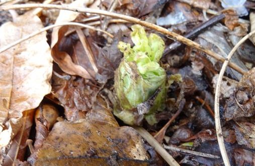 滝倉山からニッカの芳醇な香りを求める…_a0127015_182945.jpg