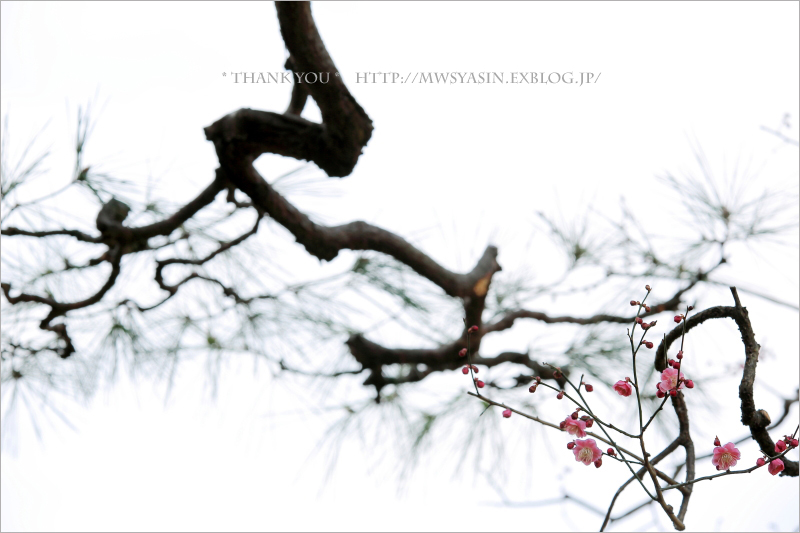 梅は枝で見る Thank You