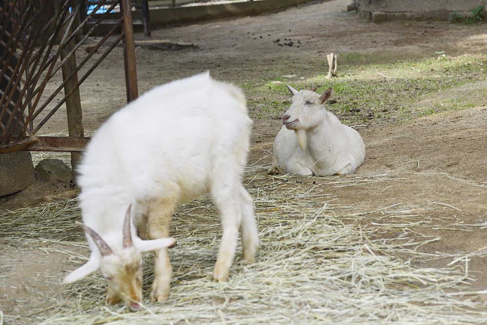 2012.11.20　姫路市立動物園 【Animals in Himeji Zoo】_f0250322_10372476.jpg