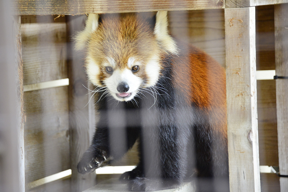 2012.11.20　姫路市立動物園 【Animals in Himeji Zoo】_f0250322_10372977.jpg