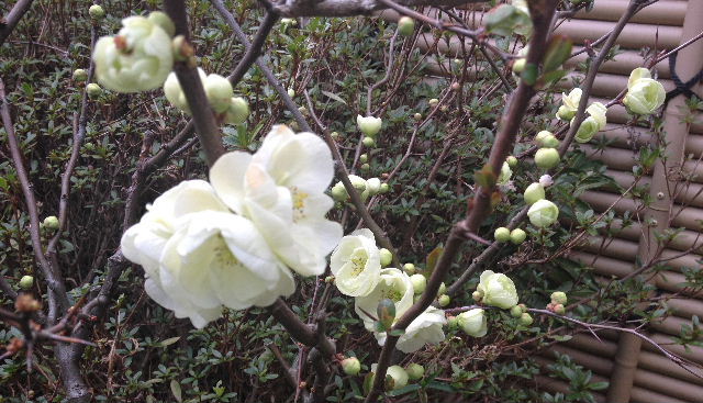 白寿と名のつく白いボケの花 Shimakiの小屋 part 白寿と名のつく白いボケの花 Shimakiの小屋 part