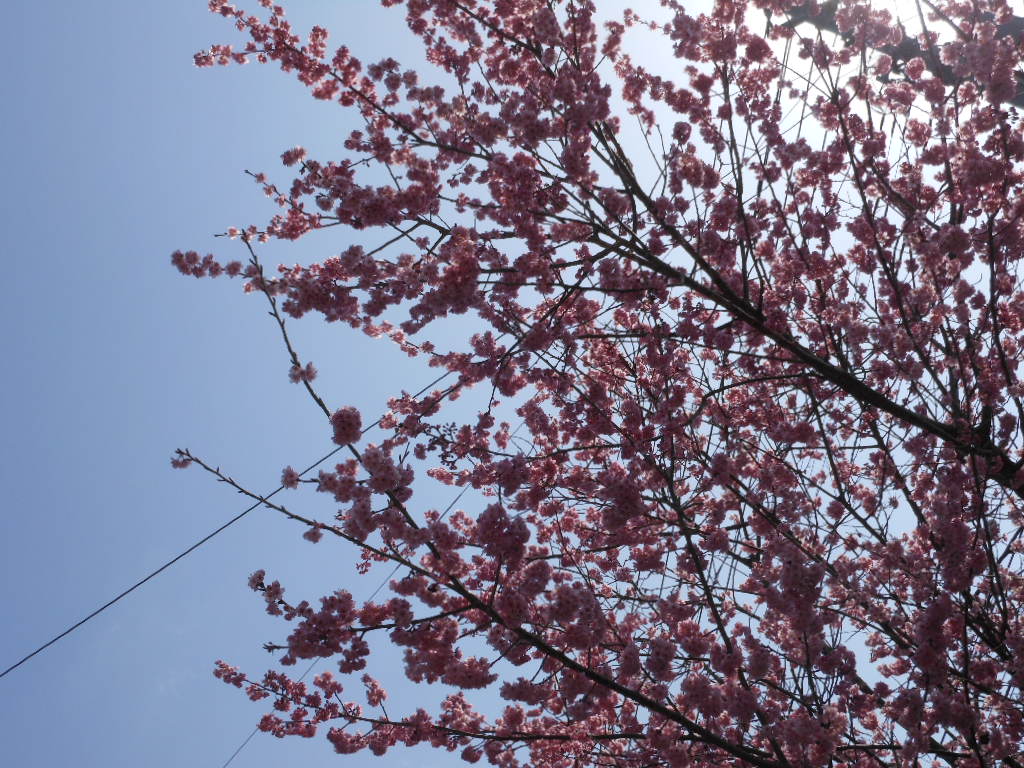 春の祭 高知いのの大国さま_c0155326_19401629.jpg