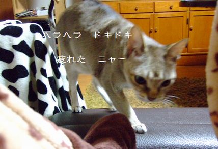 野生の血 ?_c0060128_426163.jpg