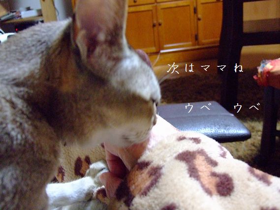 野生の血 ?_c0060128_430135.jpg