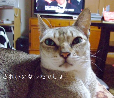 野生の血 ?_c0060128_4341852.jpg