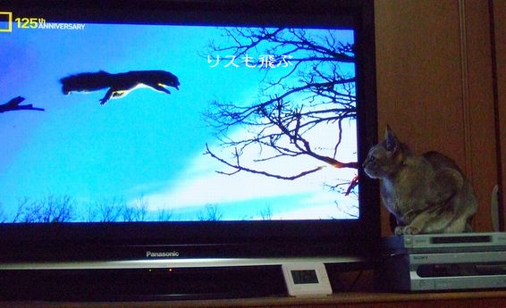 野生の血 ?_c0060128_442895.jpg