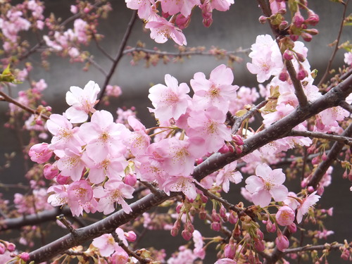 ひな祭り....桜も咲き始めました！_b0137932_207816.jpg