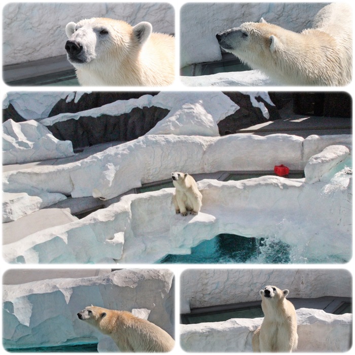 パンダ・しろくま・アライグマ見てホットした気持ち（＾－＾；）_e0052135_2230313.jpg