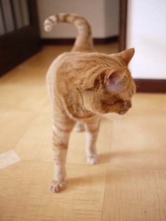 ハッと気づく猫 しぇる編。_a0143140_23485317.jpg