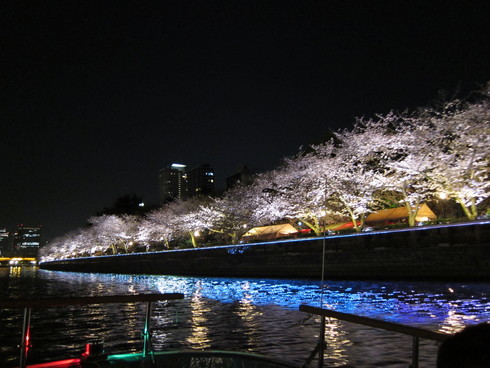 2013かもめ桜クルーズ受付開始しております_a0137142_293897.jpg