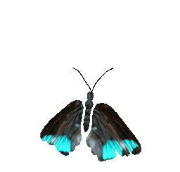 a0224746_11193565.gif