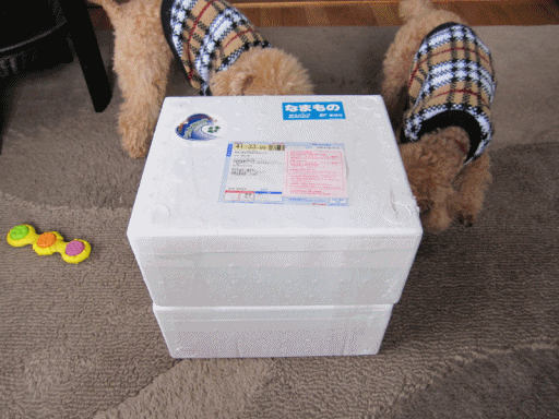 f0142948_2254533.gif