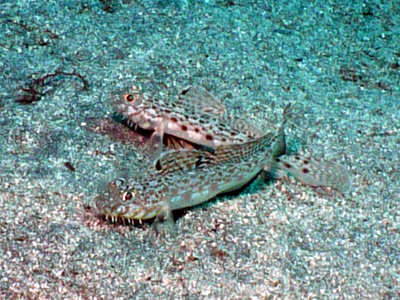 d0058549_17272398.jpg