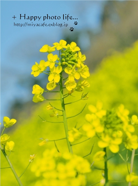 3月といえば ビタミンカラー Happy Photo Life 3月といえば ビタミンカラー Happy Photo Life