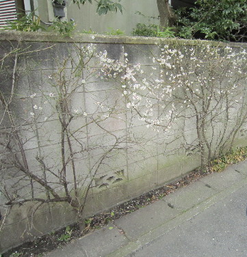 まち歩きをしよう 御成小学校編_f0045052_21511162.jpg
