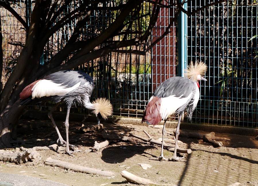 　　和歌山公園動物園_b0093754_20402913.jpg