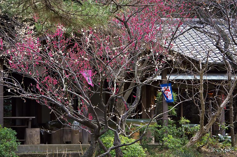 横浜　三溪園(３月２日）_c0057265_345119.jpg