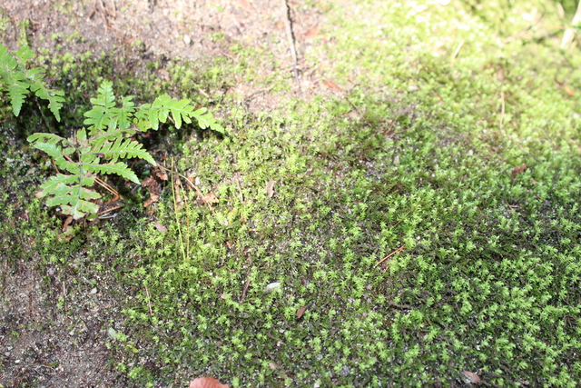 e0139165_16473094.jpg