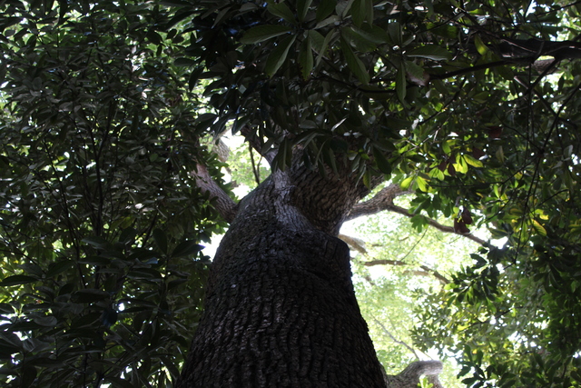 e0139165_1656873.jpg