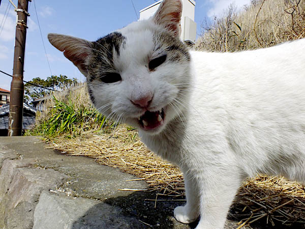 江ノ島の「あの猫」の写真集を作る。_d0138170_13133720.jpg