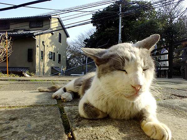 江ノ島の「あの猫」の写真集を作る。_d0138170_1331619.jpg