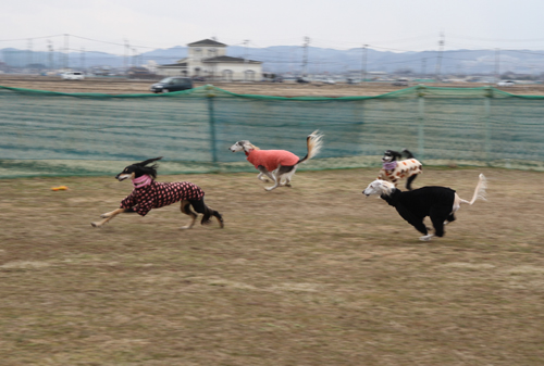 オリーブでＲｕｎＲｕｎ♪_a0018671_2322893.jpg