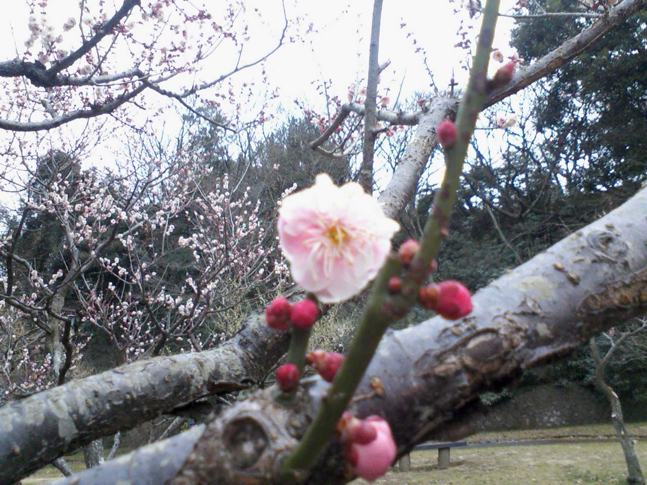 桃の節句と梅の花。_b0241873_124011.jpg