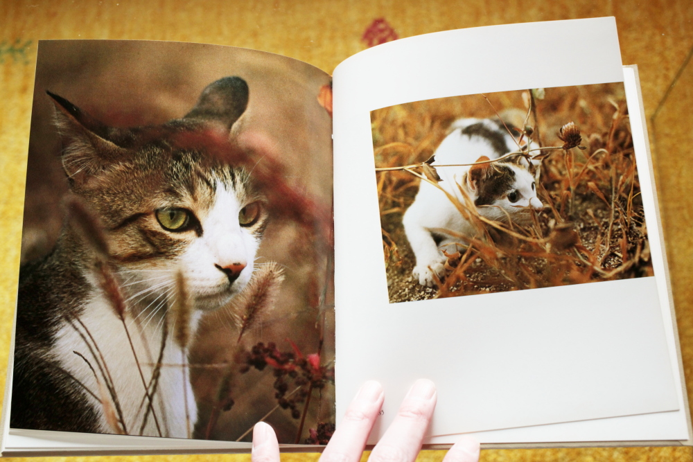 深瀬昌久 Masahisa Fukase 「猫の麦わら帽子 The Strawhat cat 深瀬昌久 Masahisa Fukase 「猫の麦わら帽子 The Strawhat cat