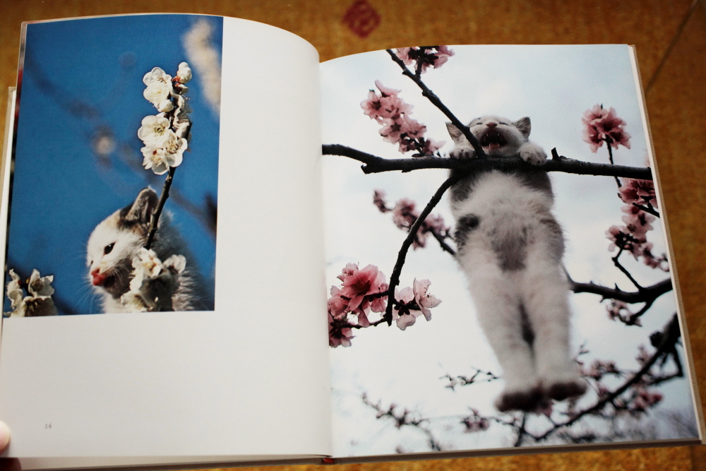 深瀬昌久 Masahisa Fukase 「猫の麦わら帽子 The Strawhat cat 深瀬昌久 Masahisa Fukase 「猫の麦わら帽子 The Strawhat cat