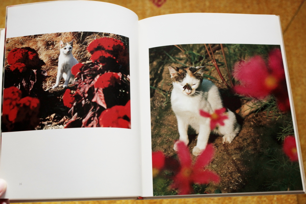 深瀬昌久　猫の麦わら帽子 THE STRAW HAT CAT 猫の麦わら帽子 The Strawhat Cat 深瀬昌久 - 古本買取販売 ハモニカ古