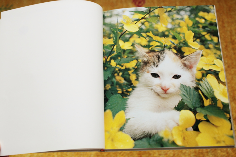 深瀬昌久 Masahisa Fukase 「猫の麦わら帽子 The Strawhat cat 深瀬昌久 Masahisa Fukase 「猫の麦わら帽子 The Strawhat cat