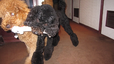 c0283778_16111872.jpg