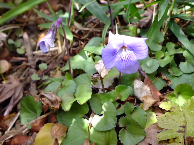 ３月３日　百草園と七生丘陵東コース_e0145782_20185589.jpg