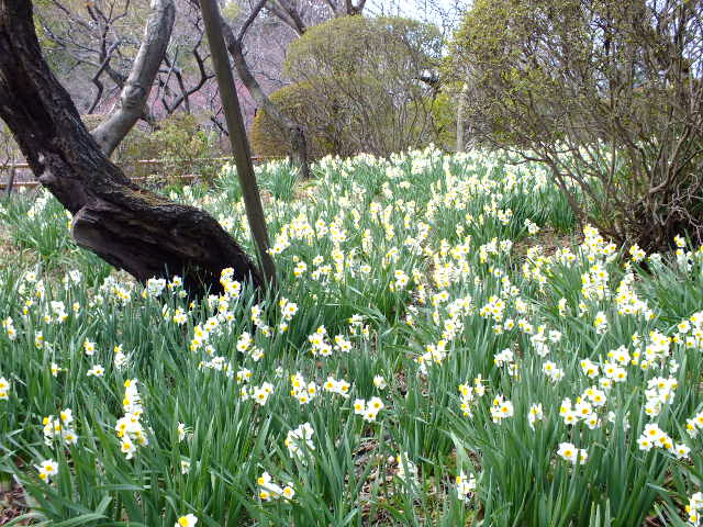 ３月３日　百草園と七生丘陵東コース_e0145782_20211833.jpg