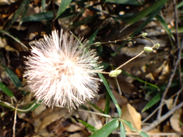 ３月３日　百草園と七生丘陵東コース_e0145782_2023537.jpg