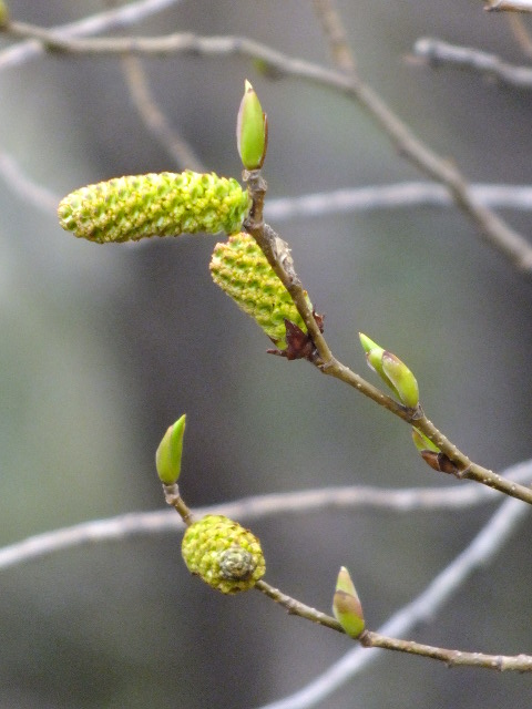 ３月３日　百草園と七生丘陵東コース_e0145782_20244081.jpg