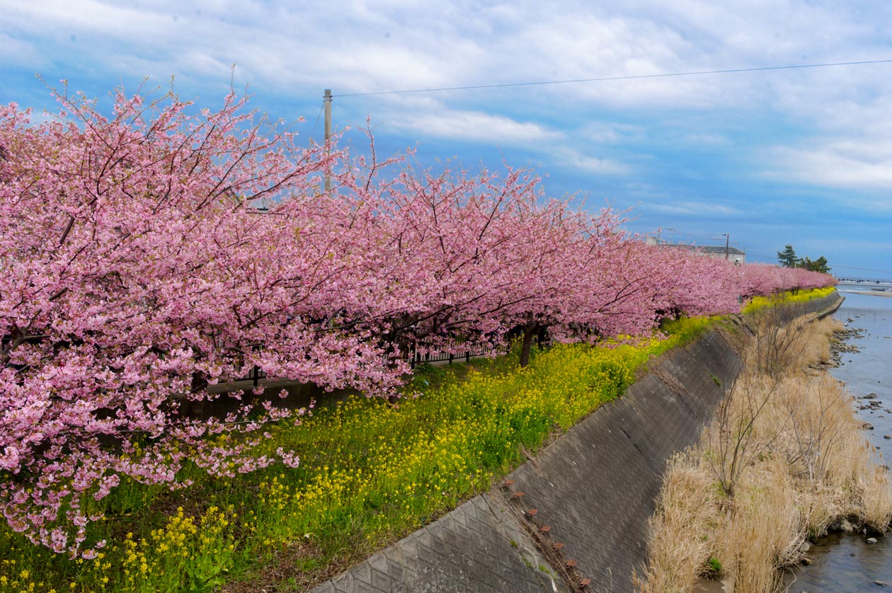 2013　03.03　河津桜_b0110385_0103488.jpg