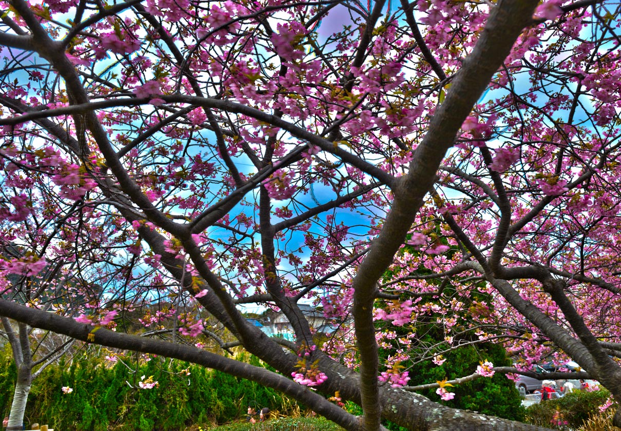 2013　03.03　河津桜_b0110385_010482.jpg