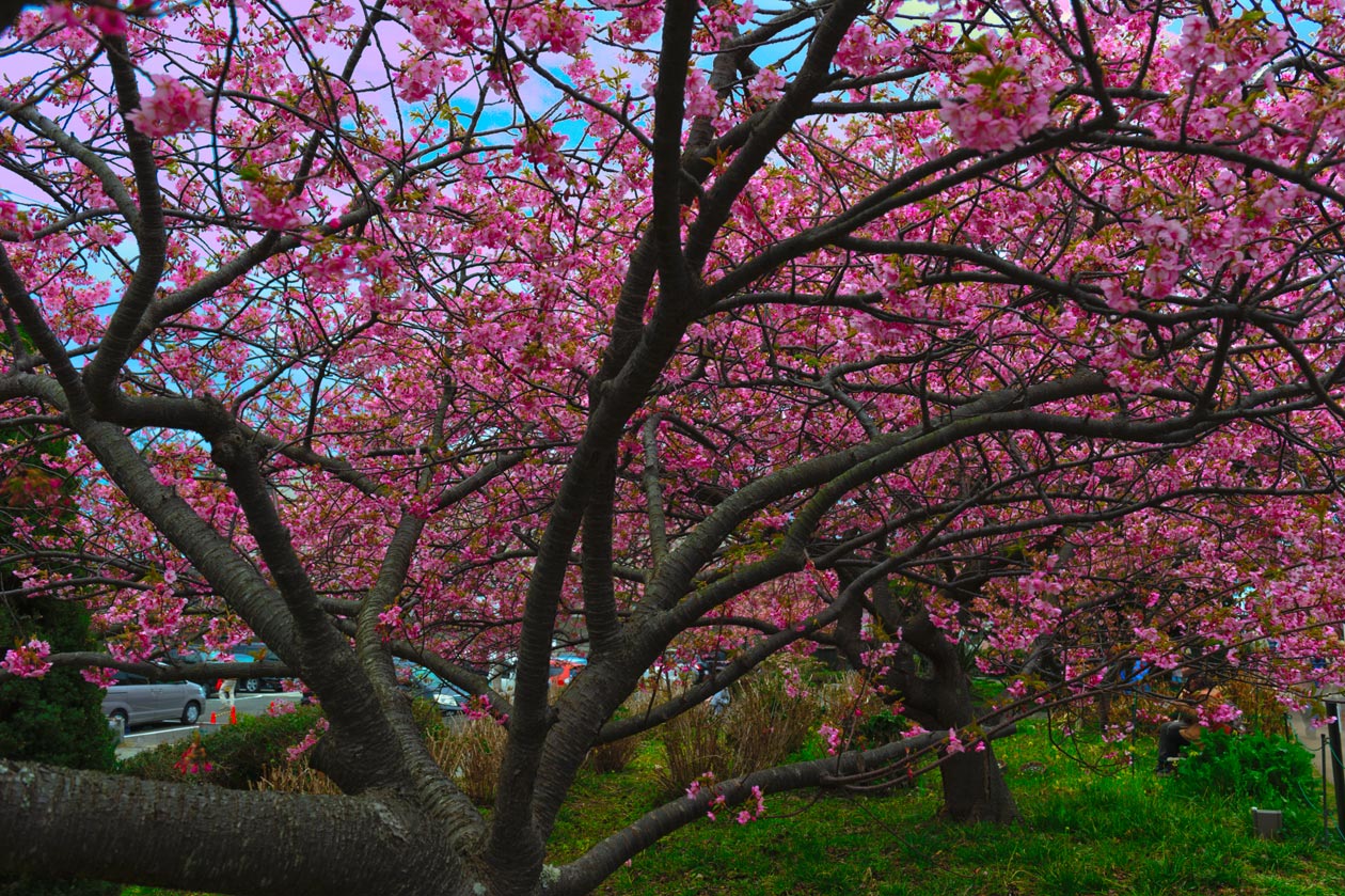 2013　03.03　河津桜_b0110385_0105754.jpg