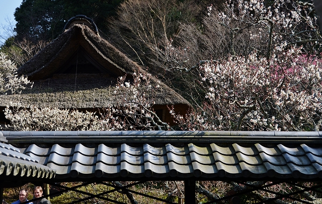 東慶寺の梅_a0169902_2314427.jpg