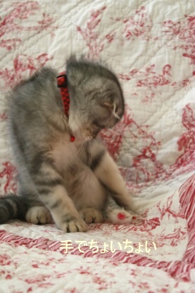 狩の練習。。_c0178104_14373433.jpg