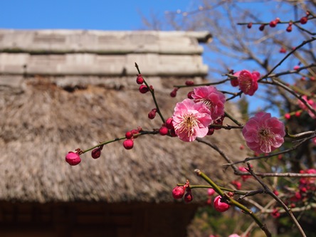 北鎌倉　弥生の東慶寺、梅の季節(2013.03.05)_e0245404_20161372.jpg