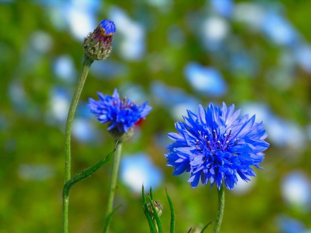 3/5　きょうの花言葉は？_b0255208_10544020.jpg