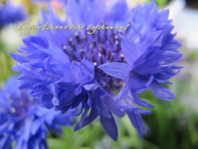 ドイツの国花 ヤグルマギク Scene