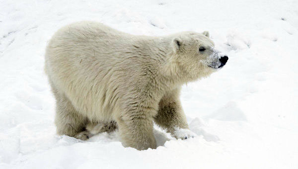 ロシア・シベリア北東部のヤクーツク動物園でコルィマーナとロモノーソフの新飼育展示場が完成_a0151913_1321570.jpg