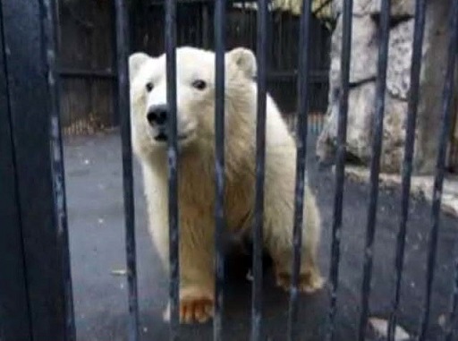ロシア・ヴォルガ川流域、ペンザ動物園のウムカの新しい名前が「ベルィ」に決まる_a0151913_2264038.jpg
