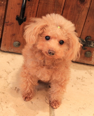 as know as de wan♡新作_d0060413_182129.jpg