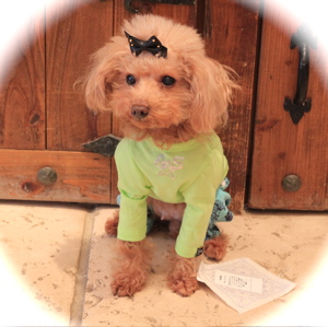as know as de wan♡新作_d0060413_1822747.jpg