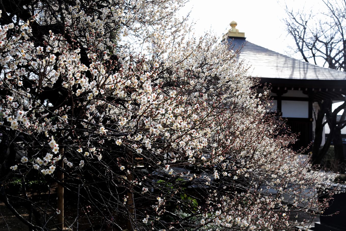 志木市　宝幢寺（ほうどうじ）へ _f0133213_20162143.jpg